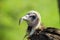 Lapped-faced vulture