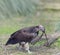 Lapped Faced Vulture