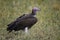 Lapped Faced Vulture in Masai Mara ,Kenya.