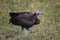 Lapped Faced Vulture in Masai Mara ,Kenya.