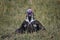 Lapped Faced Vulture in Masai Mara ,Kenya.