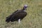 Lapped Faced Vulture in Masai Mara ,Kenya.