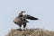 Lapped faced vulture on nest