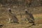 Lapped-faced vultures