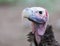 Lappet Face Vulture portrait