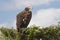 Lappet-faced Vulture.