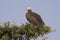 Lappet-faced Vulture.