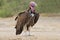 Lappet-faced vulture