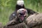 Lappet-faced vulture