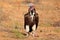 Lappet-faced vulture