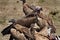 Lappet-faced vulture amongst white-backed vultures