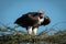 Lappet-faced vulture atop thornbush under blue sky