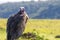 Lappet-faced vulture closeup wildlife portrait in Masai mara. Blurred out background.