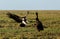 Lappet-faced vulture fight