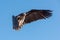 Lappet-faced vulture flies in perfect blue sky