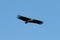 Lappet-faced vulture flying in perfect blue sky