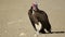 Lappet-faced vulture on the ground