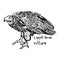 Lappet-faced vulture - illustration sketch hand drawn wit