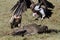 Lappet faced Vulture jump on wildebeest carcass