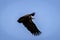 The lappet-faced vulture or Nubian vulture Torgos tracheliotos flying, Lake Mburo National Park, Uganda.