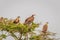 The lappet-faced vulture or Nubian vulture Torgos tracheliotos and White-backed vultures Gyps africanus in a tree, Lake Mburo