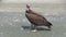 Lappet-faced Vulture savaging for food in The Gambia.