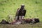 Lappet-faced vulture stands by carcase in grass