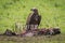Lappet-faced vulture stands by carcase turning head