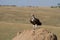 Lappet Faced Vulture on termite hill.