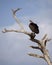 Lappet-faced Vulture, Torgos tracheliotos