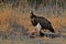 Lappet-faced Vulture {Torgos tracheliotos}