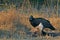 Lappet-faced Vulture {Torgos tracheliotos}