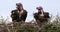 Lappet Faced Vulture, torgos tracheliotus, Pair standing on Nest Masai Mara Park in Kenya,
