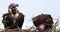Lappet Faced Vulture, torgos tracheliotus, Pair standing on Nest Masai Mara Park in Kenya,