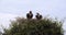 Lappet Faced Vulture, torgos tracheliotus, Pair standing on Nest Masai Mara Park in Kenya,