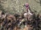 Lappet-faced vulture (Torgos tracheliotus) with pink head dominating White-backed vultures (Gyps africanus) at carcass in Kruger