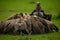 Lappet-faced vulture watches African white-backed vultures feed