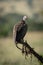 Lappet-faced vulture watches camera from dead branch