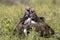 Lappet faced vultures display