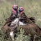 Lappet faced vultures display crop