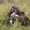 Lappet faced vultures displaying