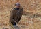 Lappet Vulture resting on the ground