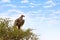 Lappit-faced vulture in an acacia tree in the Masai Mara