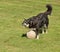 Lapponian herder Lapinporokoira or Lapp Reindeer dog or Lapsk Vallhund plays ball