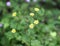 Lapsana communis, the common nipplewort, blooming in spring