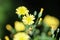 Lapsana communis, the common nipplewort, blooming in spring