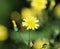 Lapsana communis, the common nipplewort, blooming in spring