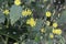 Lapsana communis, the common nipplewort, blooming in spring