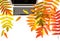 Laptop autumn leaves white background Office workplace Flat lay