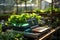 A laptop computer sitting on top of a table in a greenhouse with lettuce and vegetables. Electronic automated growing.